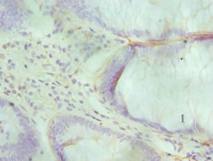 ALKBH1 / ALKB Antibody (aa110-389)