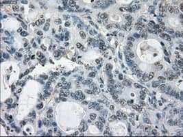 GBP2 Antibody (clone OTI1G1)