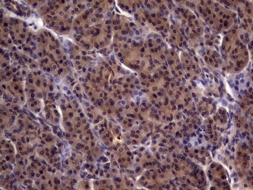 UFD1L Antibody (clone OTI7C9)