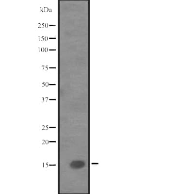 IL9 Antibody