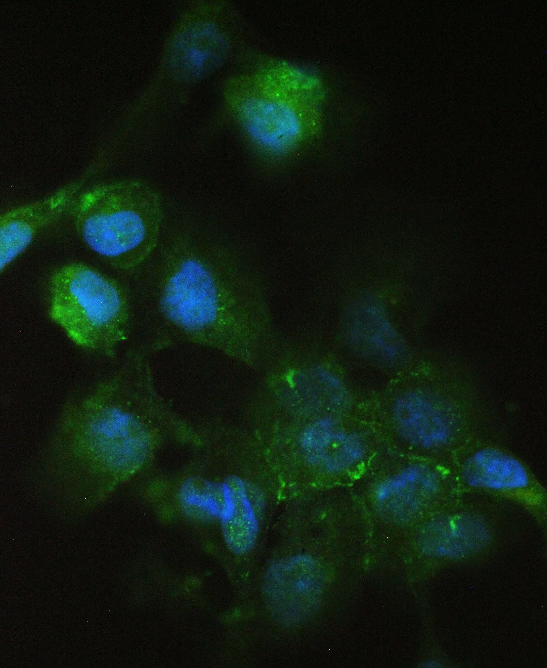 CDH3 / P-Cadherin Antibody