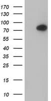Complement C1s Antibody (clone OTI4E3)