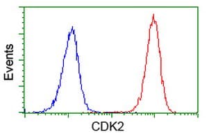 CDK2 Antibody (clone OTI2A5)
