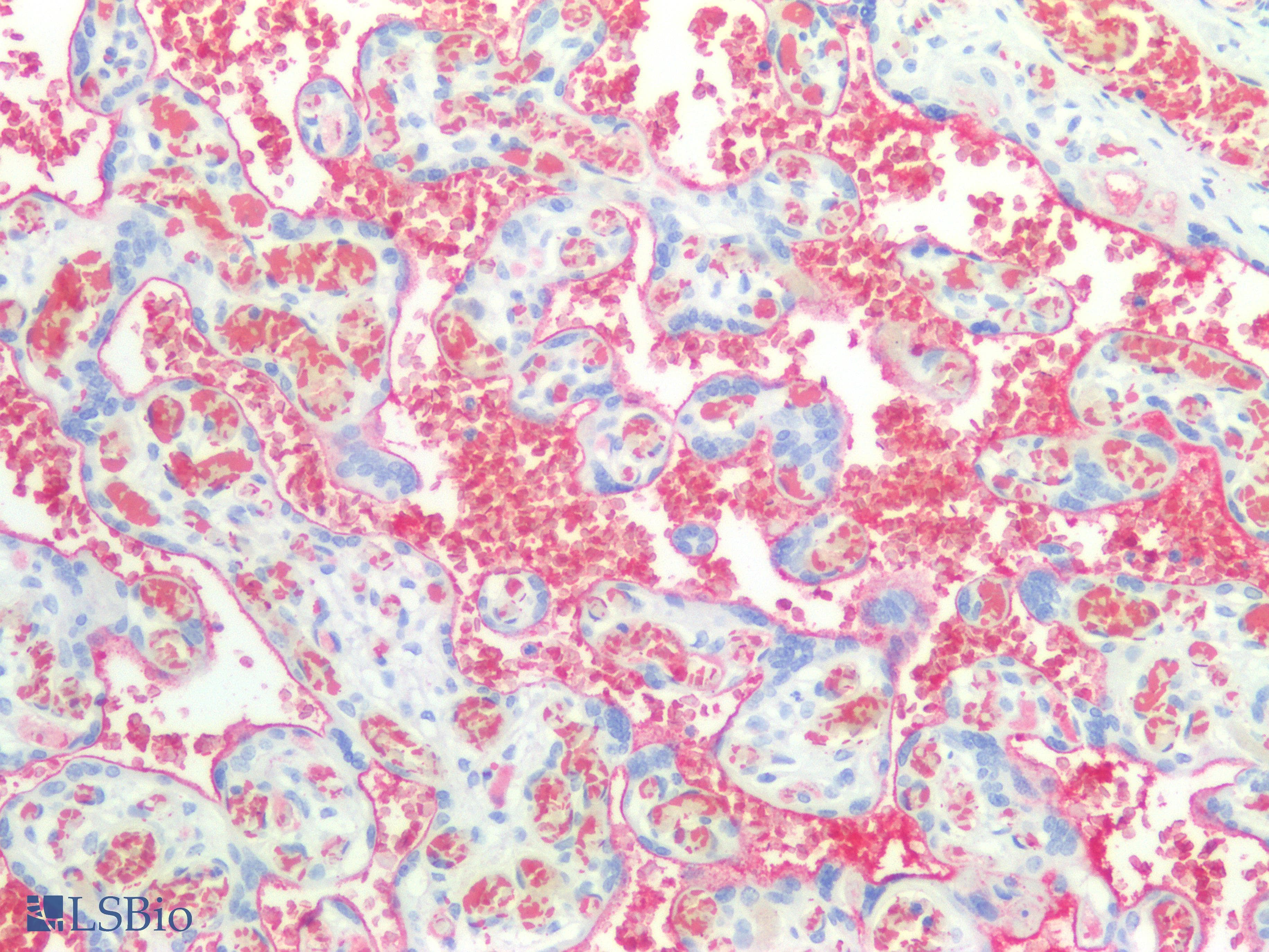 IHC-plus™ IGHM / IgM Antibody (clone 8B9D3)