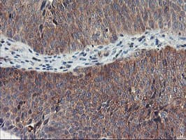 TULP3 Antibody (clone OTI7B8)