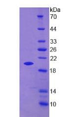 Mouse PGLYRP1 / PGRP Protein (Recombinant His, N-Terminal)