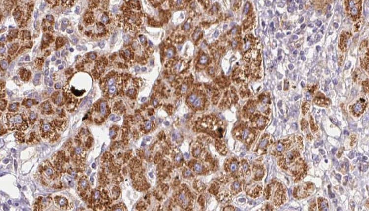 XCR1 Antibody