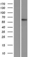 ZFP91 Protein (Over-Expression Lysate Myc-DDK (Flag))