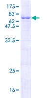 Human TOR3A Protein (Recombinant GST)