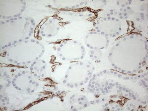 CD34 Antibody (aa312-385, clone OTI11E1)