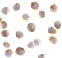 IHC-plus™ Raptor / Mip1 Antibody