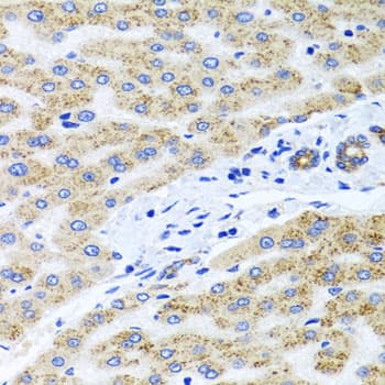 PEX14 Antibody