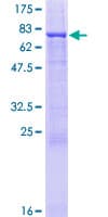 Human TAF1A Protein (Recombinant GST)