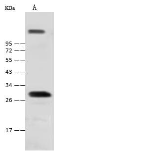 NKX1-2 Antibody