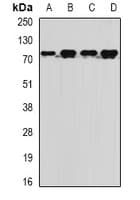 MTMR14 Antibody