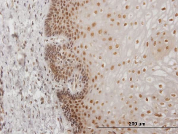 USF2 Antibody (clone 5F2)