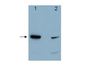 PDCD4 Antibody