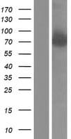 PD2 / PAF1 Protein (Over-Expression Lysate Myc-DDK (Flag))