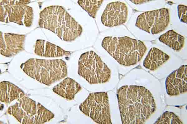 MRPS22 Antibody (Arg263)