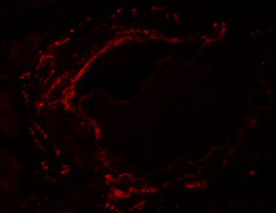IHC-plus™ LZTS2 Antibody