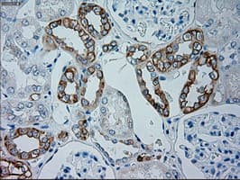 GSC / Goosecoid Antibody (aa107-257, clone OTI1D7, Carrier-free)