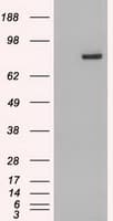 Monoclonal Mouse anti-Human STAT4 Antibody (clone OTI2A2, IHC, WB)