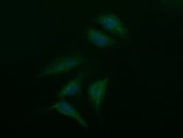 SYP / Synaptophysin Antibody (clone OTI2D8, Carrier-free)