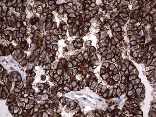CCL19 / MIP3-Beta Antibody (aa22-98, clone OTI2A12, Carrier-free)