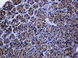 CDH1 / E Cadherin Antibody (clone OTI4F1)