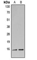 Polyclonal Rabbit anti-Human Histone H3 Antibody (N-Terminus, IHC, IF, WB)