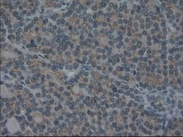 IL3 Antibody (clone OTI3B11)