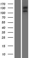 EGFLAM Protein (Over-Expression Lysate Myc-DDK (Flag))