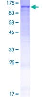 Human FAM214A Protein (Recombinant GST)