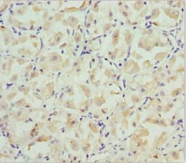 BRAK / CXCL14 Antibody