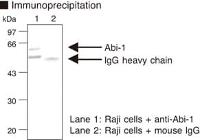 ABI1 / SSH3BP1 Antibody (clone 1B9)