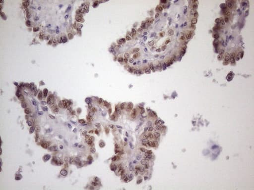 ZNF200 Antibody (clone OTI5F4)