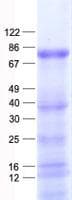 Human ZNF175 Protein (Recombinant His, N-Terminal)