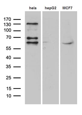 FUBP3 Antibody (aa2-572, clone OTI5H6)