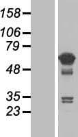 TCP11L1 Protein (Over-Expression Lysate Myc-DDK (Flag))