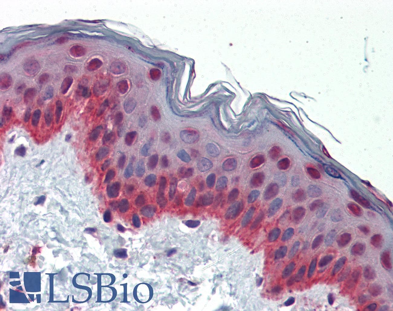 NF1A / NFIX Antibody (aa181-230)