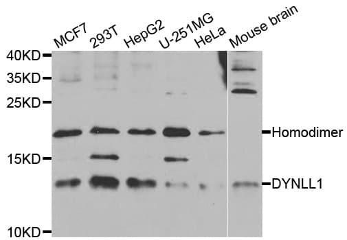 DYNLL1 / PIN Antibody