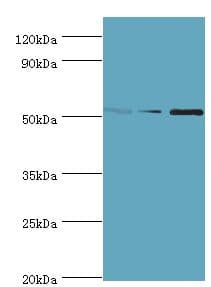CHRNA5 Antibody (aa23-240)