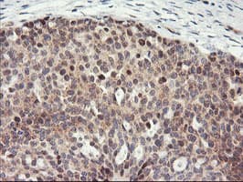 PSMA4 Antibody (clone OTI1H10)