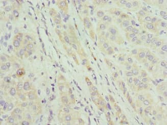 Polyclonal Rabbit anti-Human CIAPIN1 / Anamorsin Antibody (IHC)