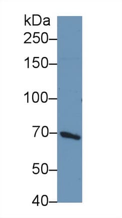 BCAP / PIK3AP1 Antibody (aa397-650)