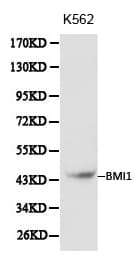 BMI1 / PCGF4 Antibody