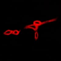 BPI Antibody