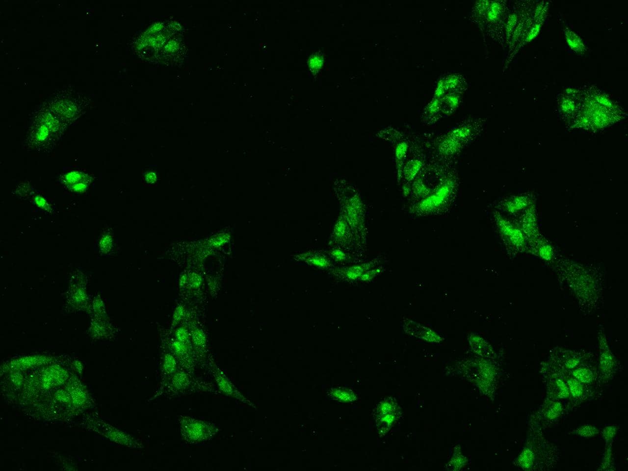 KIFAP3 / KAP3 Antibody