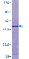 Human POLR2G / RPB7 Protein (Recombinant GST)