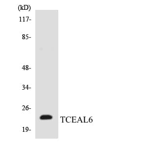TCEAL6 Antibody (aa49-98)